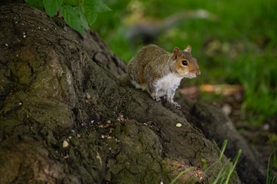 棕色和白色的松鼠在棕色的树干
